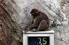 ueno_zoo_6855_mini.jpg