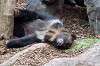 ueno_zoo_6858_mini.jpg