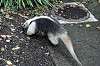 ueno_zoo_6881_mini.jpg