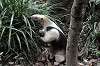 ueno_zoo_6912_mini.jpg