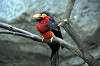 ueno_zoo_6932_mini.jpg