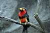 ueno_zoo_6939_mini.jpg