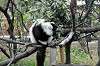 ueno_zoo_6961_mini.jpg