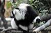ueno_zoo_6970_mini.jpg