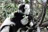 ueno_zoo_6974_mini.jpg