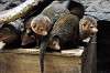 ueno_zoo_6994_mini.jpg