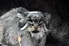 ueno_zoo_7005_mini.jpg