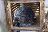 ueno_zoo_7033_mini.jpg