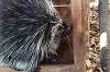 ueno_zoo_7036_mini.jpg