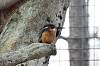 ueno_zoo_7081_mini.jpg