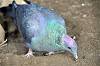 ueno_zoo_7085_mini.jpg