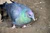 ueno_zoo_7086_mini.jpg