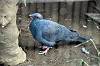 ueno_zoo_7096_mini.jpg