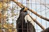 ueno_zoo_7107_mini.jpg