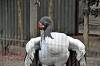 ueno_zoo_7132_mini.jpg