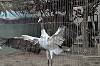 ueno_zoo_7134_mini.jpg