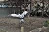 ueno_zoo_7142_mini.jpg