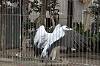 ueno_zoo_7152_mini.jpg
