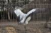 ueno_zoo_7165_mini.jpg