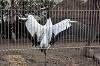 ueno_zoo_7170_mini.jpg