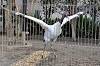 ueno_zoo_7198_mini.jpg