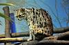 ueno_zoo_7214_mini.jpg