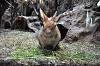 ueno_zoo_7280_mini.jpg