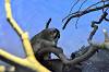 ueno_zoo_7298_mini.jpg
