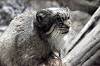 ueno_zoo_7321_mini.jpg
