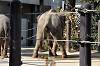 ueno_zoo_7349_mini.jpg