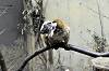 ueno_zoo_7350_mini.jpg