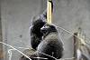 ueno_zoo_7364_mini.jpg