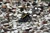 ueno_zoo_7379_mini.jpg