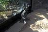 ueno_zoo_7392_mini.jpg