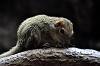 ueno_zoo_7421_mini.jpg