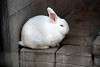 yumemigasaki_0321_mini.jpg