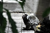 yumemigasaki_1415_mini.jpg