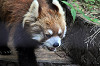 yumemigasaki_1452_mini.jpg