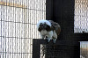 yumemigasaki_1489_mini.jpg