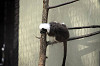 yumemigasaki_1500_mini.jpg