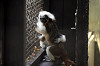 yumemigasaki_1503_mini.jpg