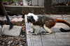yumemigasaki_1518_mini.jpg