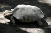 yumemigasaki_1533_mini.jpg