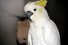 yumemigasaki_1617_mini.jpg