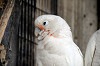 yumemigasaki_1632_mini.jpg