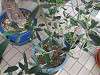 yumeshima_0066_mini.jpg