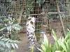 zoorasia_0069_mini.jpg
