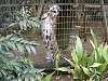 zoorasia_0070_mini.jpg