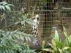 zoorasia_0071_mini.jpg