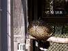 zoorasia_0100_mini.jpg